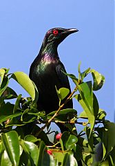 Metallic Starling